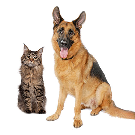 nuvet labs dogs and cats supplements