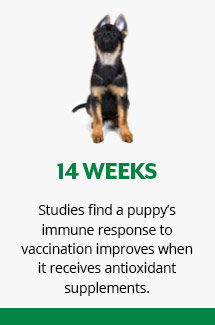 dog age diagram