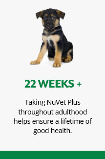 dog age diagram